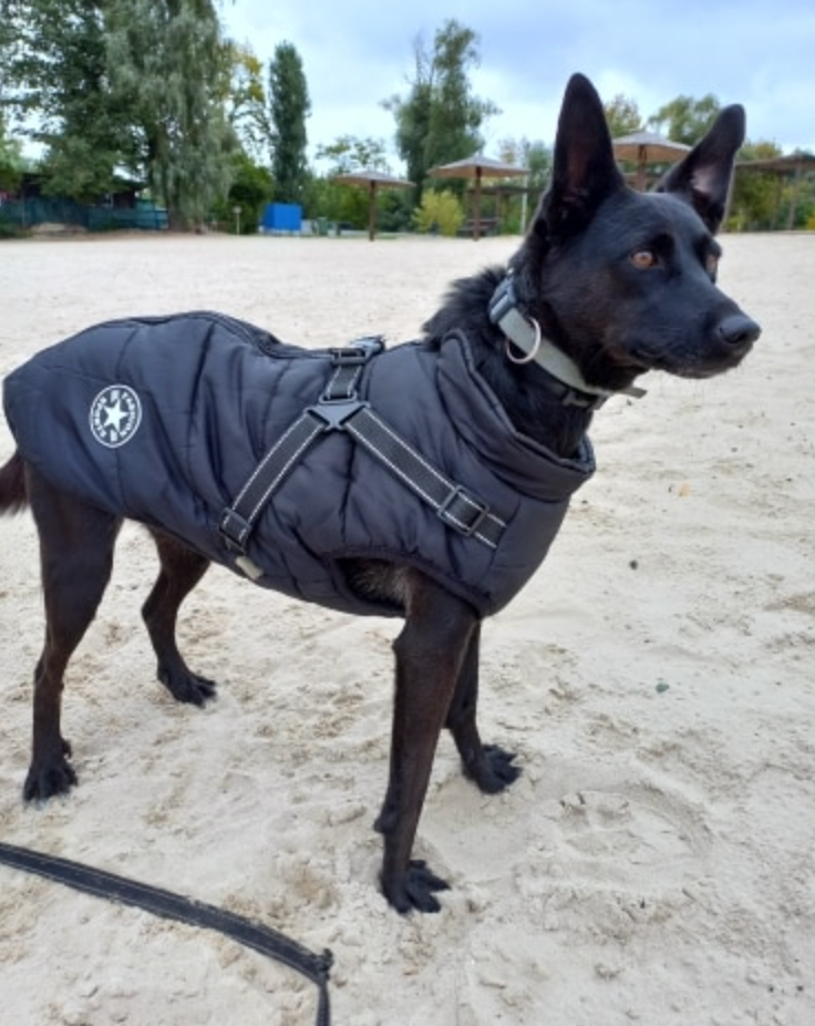 Waterproof 3 in 1 Dog Jacket