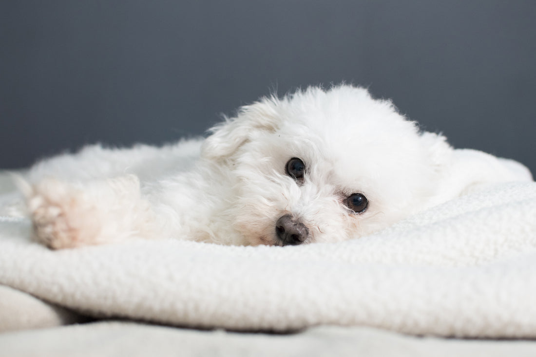 Discover the Benefits of Investing in Pet Beds