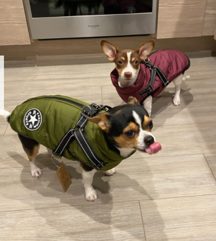 Waterproof 3 in 1 Dog Jacket