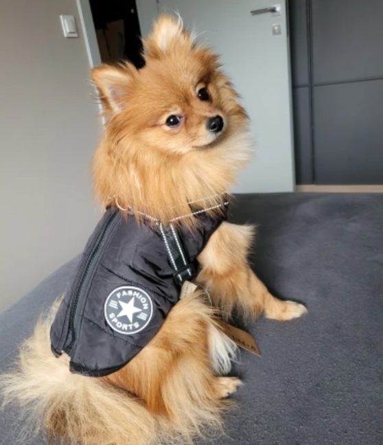Waterproof 3 in 1 Dog Jacket