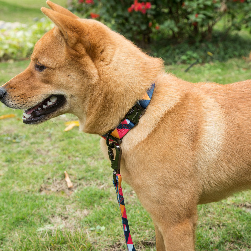 Everking Jazz Lead & Collar